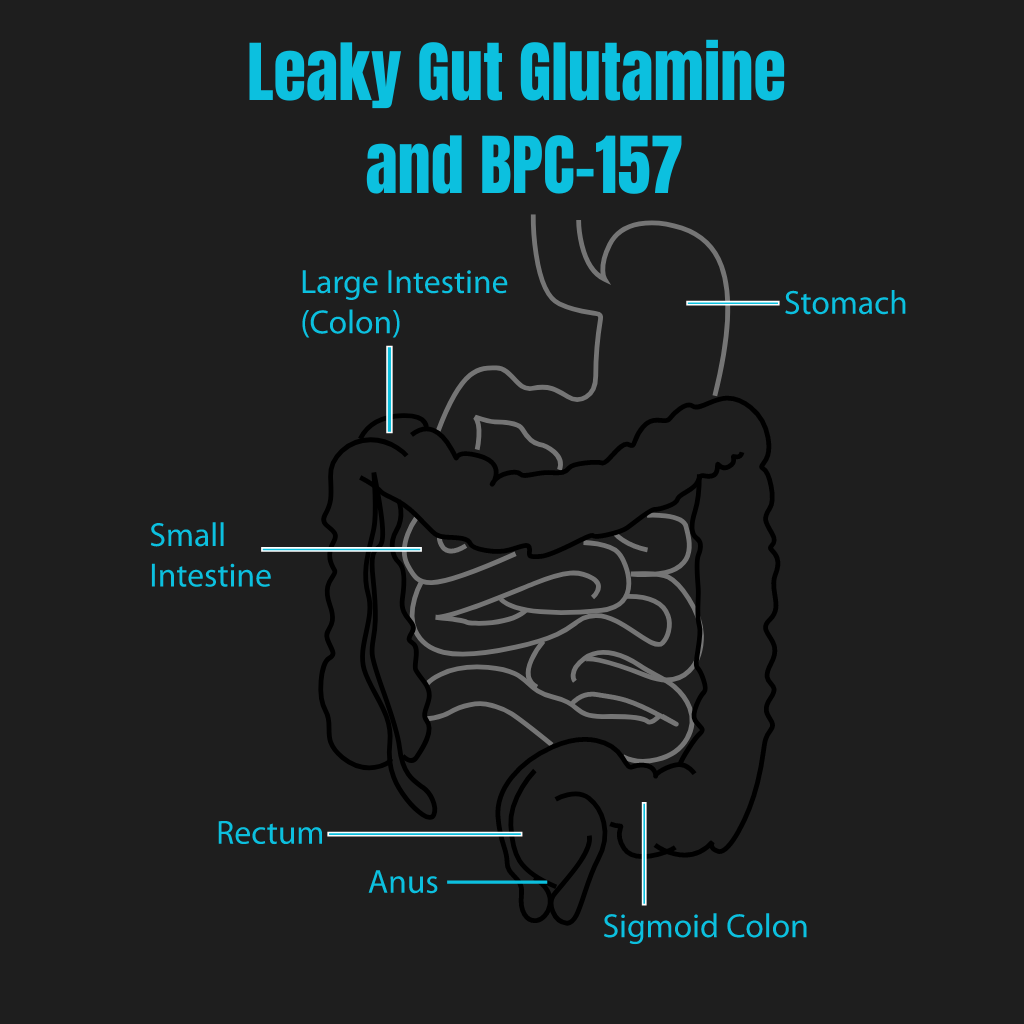 Understanding Leaky Gut and How BPC-157 and Glutamine Can Help.