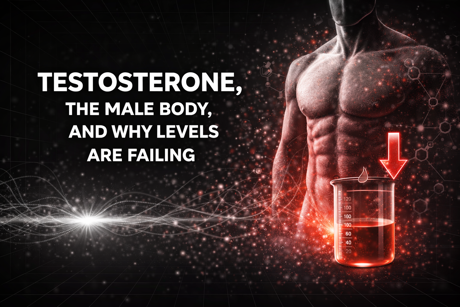 Testosterone, the Male Body, and Why Levels Are Falling